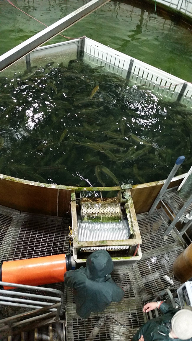 How solid waste put aquaculture systems at risk - RASTECH Magazine