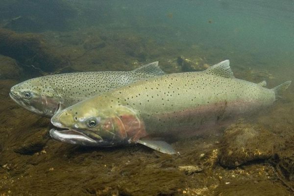 B.C. land-based steelhead farm waiting for regulatory approval ...